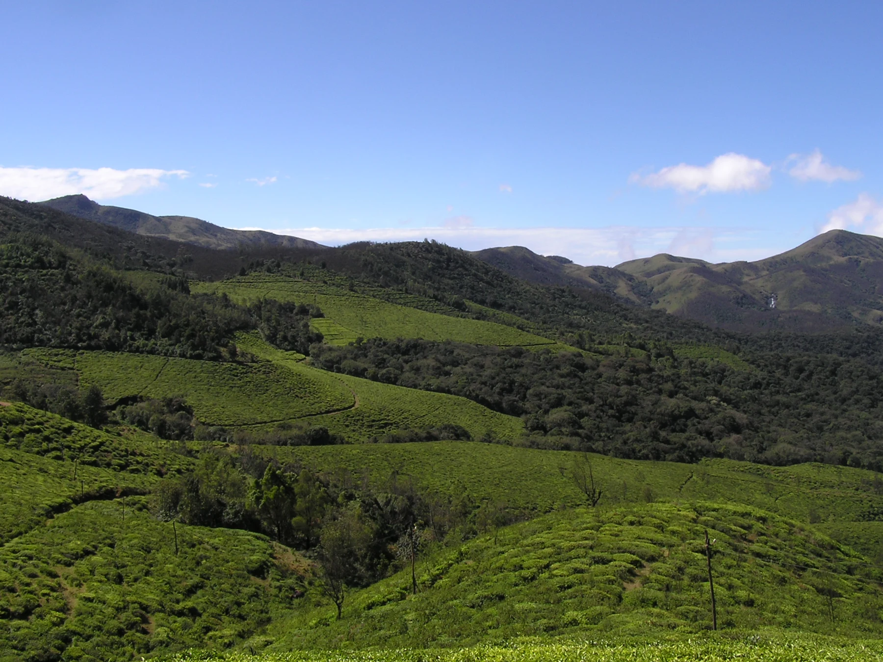 Real photograph of tea plantations, rainforest and green hills in the Nilgiris, Tamil Nadu